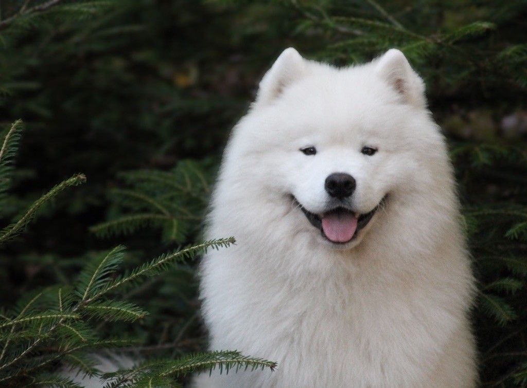 Majestic Gold Véga fly me to the moon