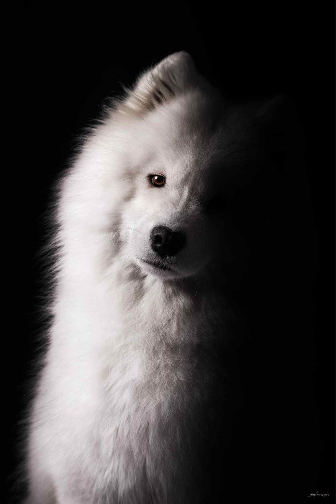 CH. Majestic Gold Unforgettable magic promise