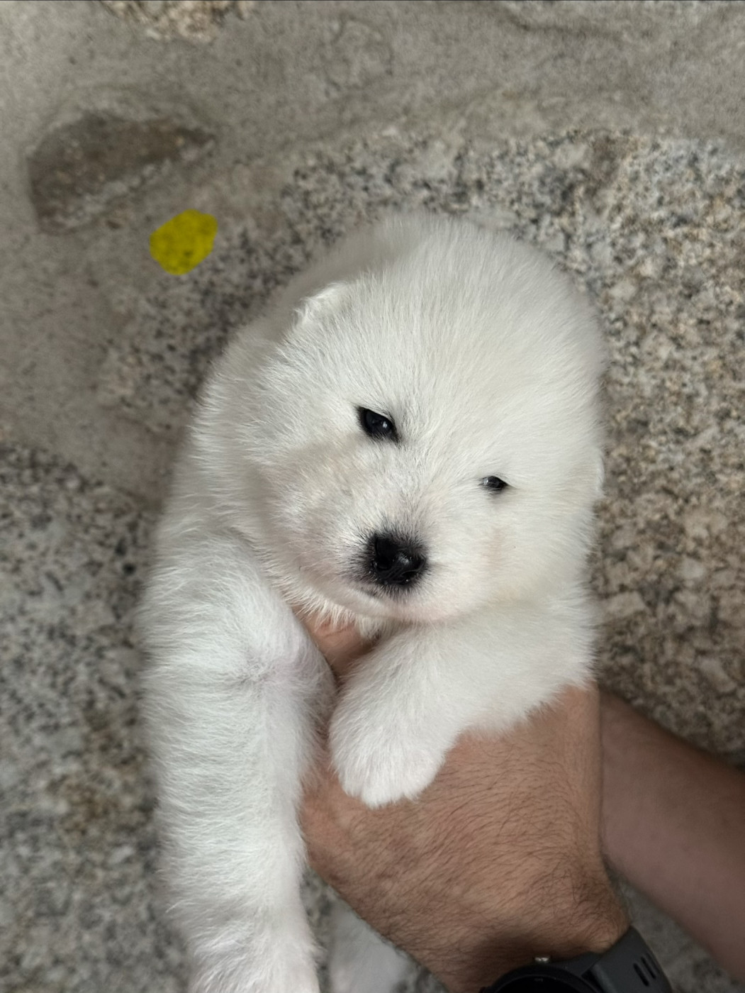 Majestic Gold - Chiots disponibles - Samoyède