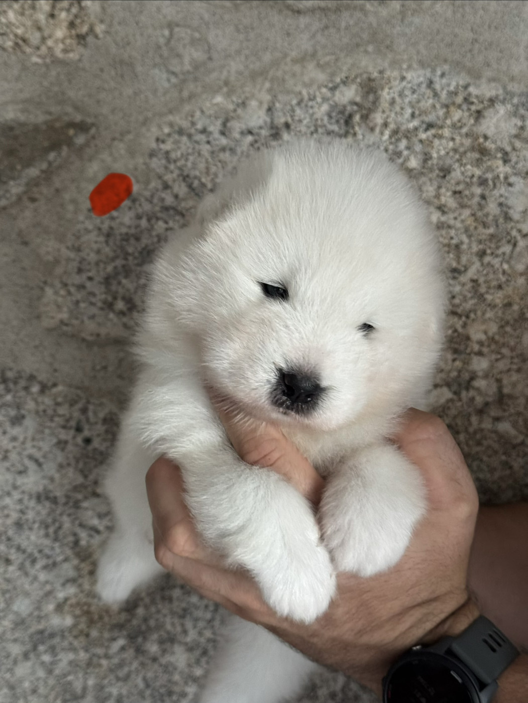 Majestic Gold - Chiots disponibles - Samoyède