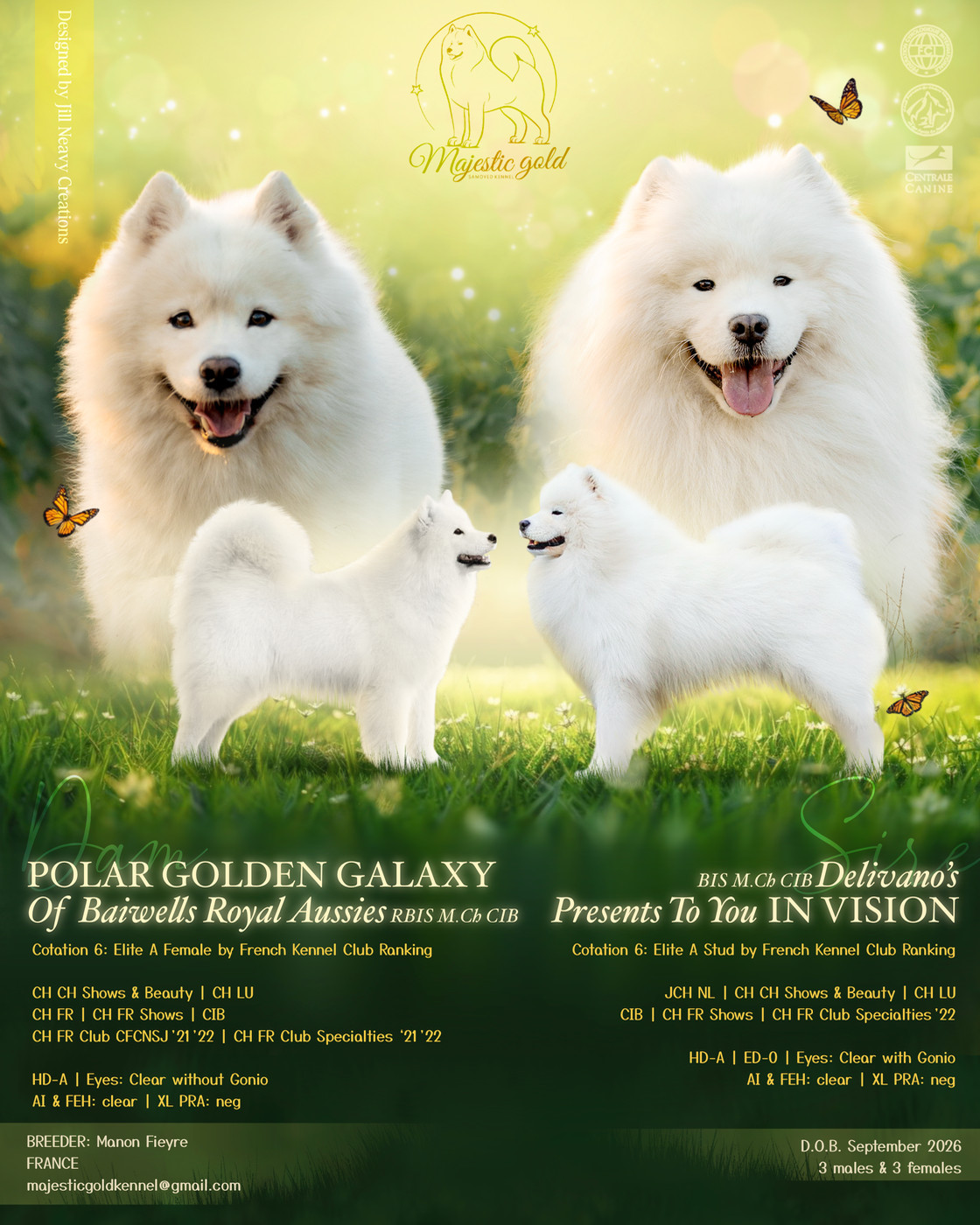 Chiot Samoyède Majestic Gold