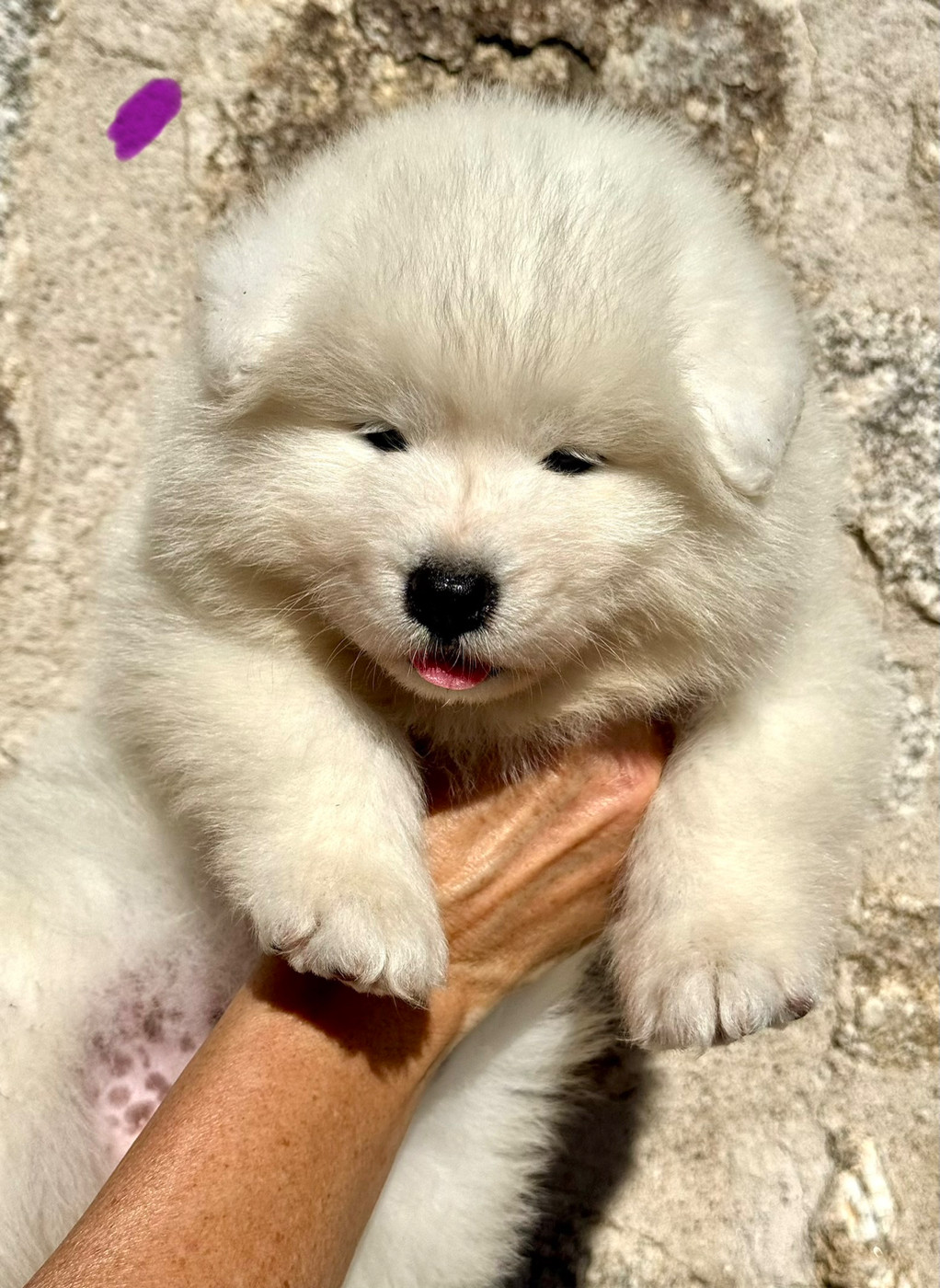 Majestic Gold - Chiots disponibles - Samoyède