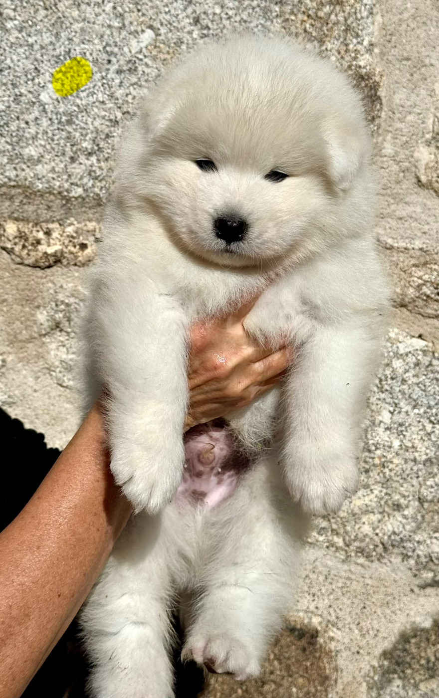 Majestic Gold - Chiots disponibles - Samoyède