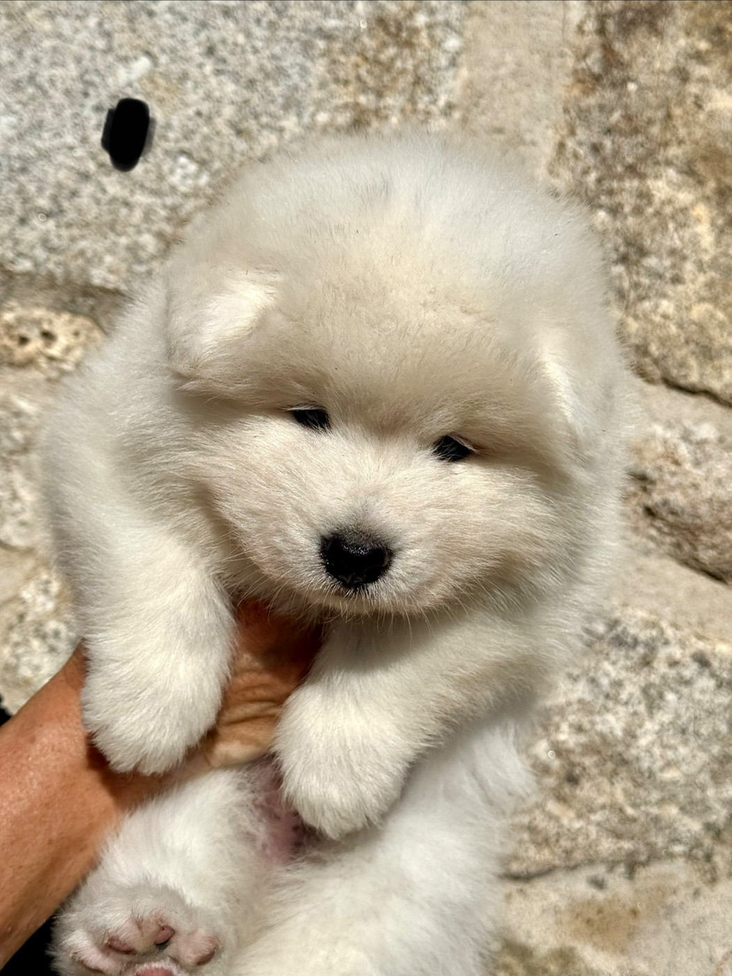 Majestic Gold - Chiots disponibles - Samoyède