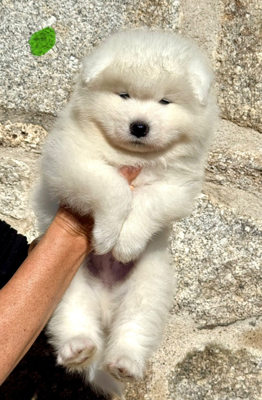 Majestic Gold - Chiots disponibles - Samoyède