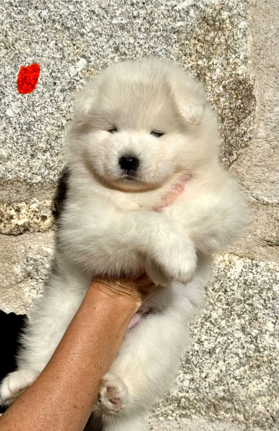 Majestic Gold - Chiots disponibles - Samoyède