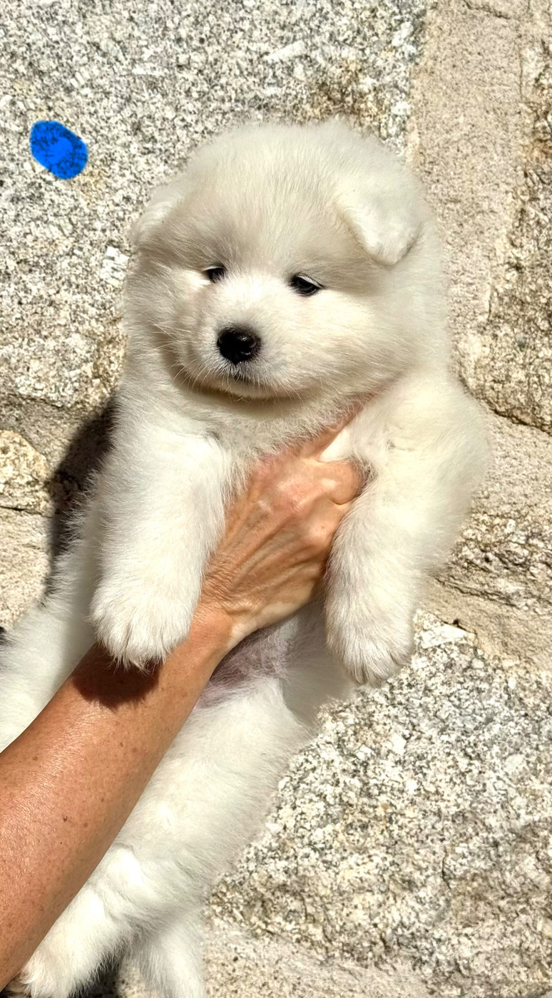 Majestic Gold - Chiots disponibles - Samoyède