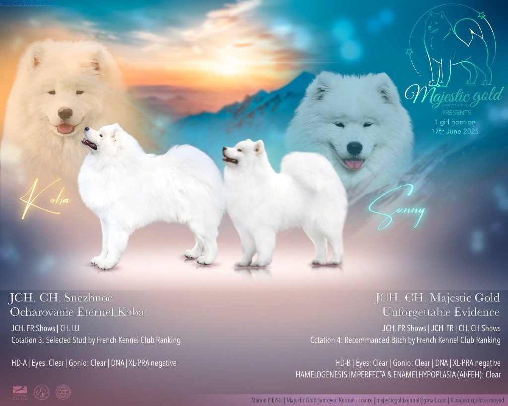 Chiot Samoyède Majestic Gold