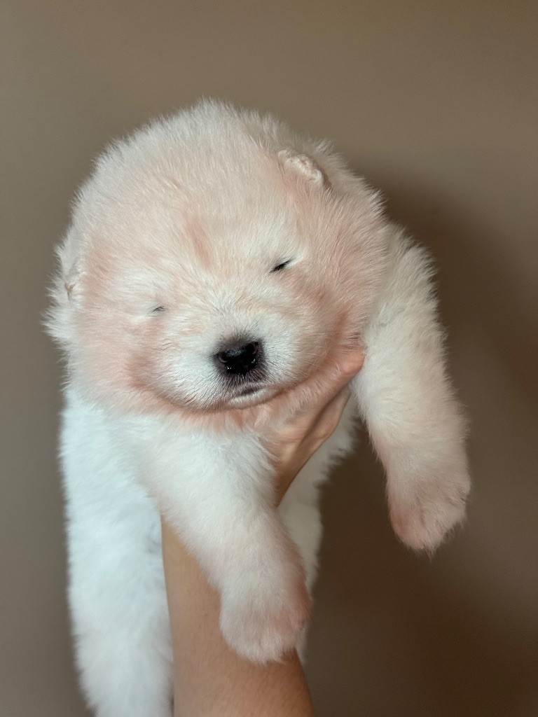 Majestic Gold - Chiots disponibles - Samoyède